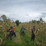 Panen Jagung di Timika