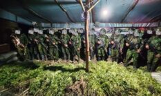 Penemuan 5.000 Batang Tanaman Ganja di Dua Lokasi di Kabupaten Yahukimo, Papua Pegunungan